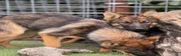 German Shepherd dogs for sale: German Shepherd 4 - Ad 12