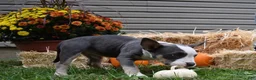 American Bully dogs for sale: American Bully 3 - Ad 10