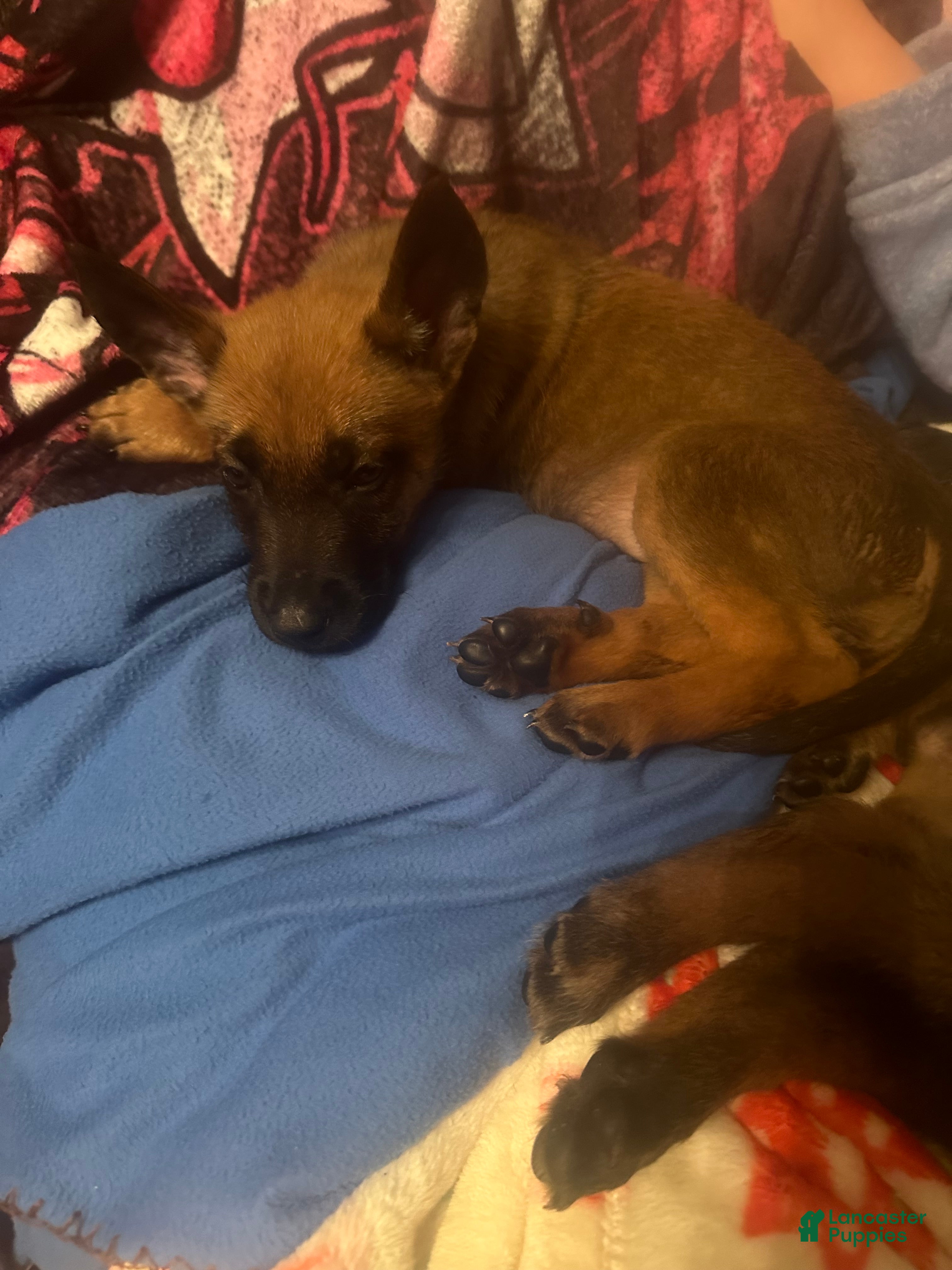 Belgian Malinois dogs Belgian Malinois Puppy 4 - Ad 27