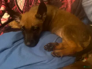 Belgian Malinois dogs Belgian Malinois Puppy 4 - Ad 27