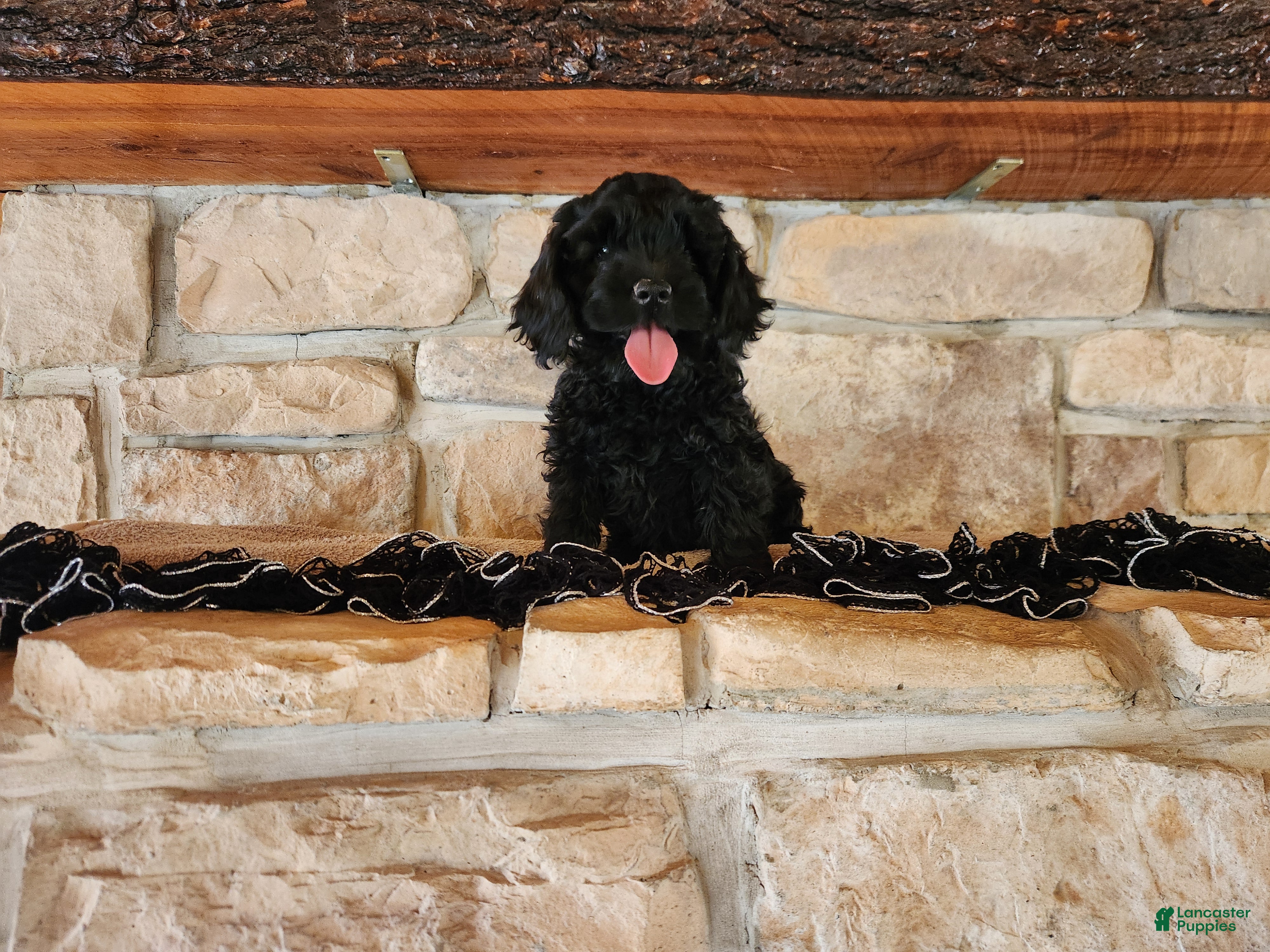 Mixed Breed dogs Lori - Ad 2