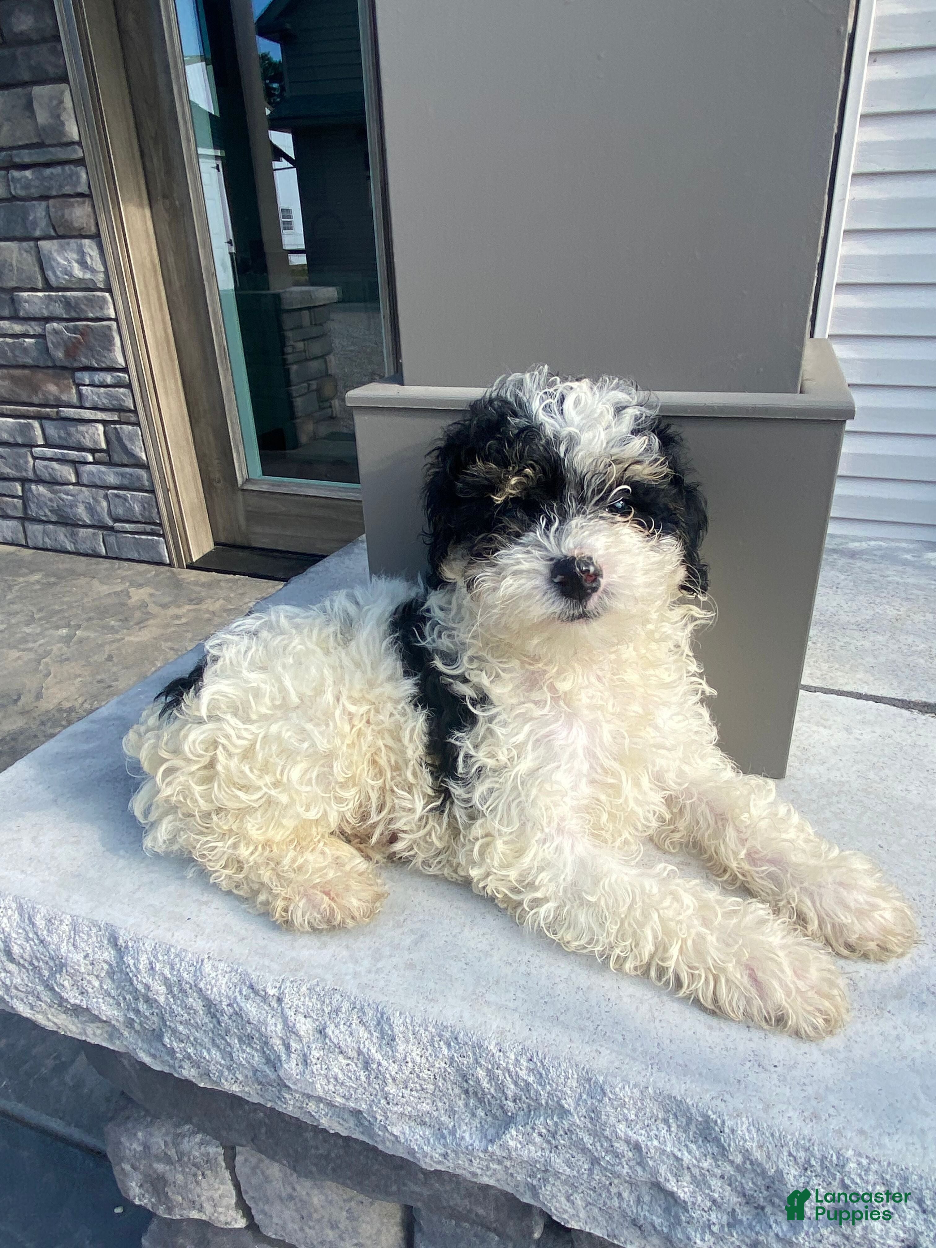 Miniature Poodle dogs Daisy - Ad 1