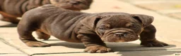 English Bulldog dogs for sale: BRuno  - Ad 1