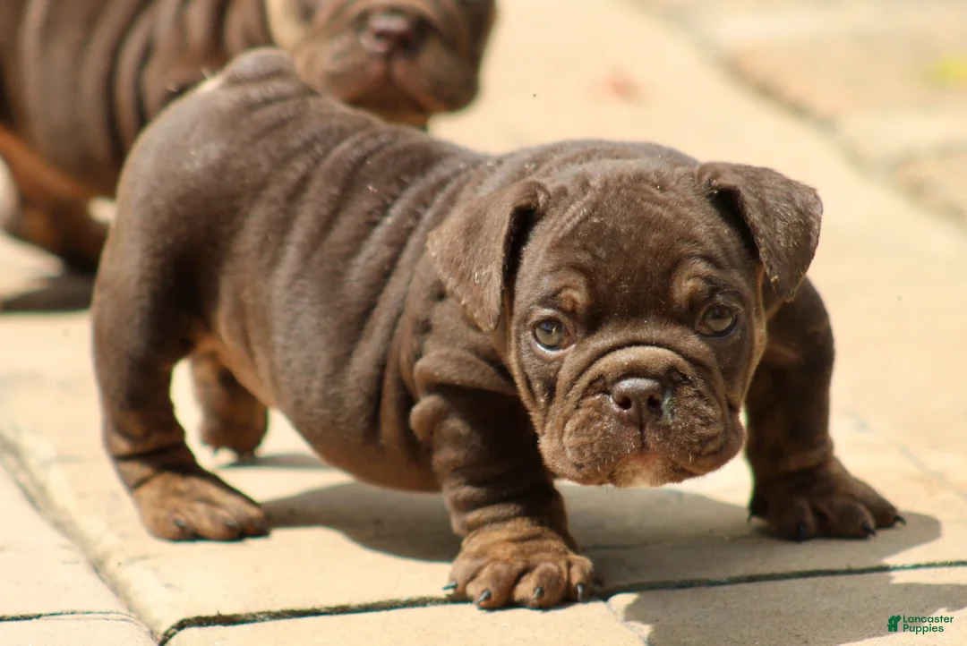 English Bulldog dogs for sale: BRuno  - Ad 1