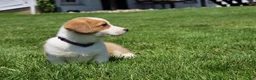 Welsh Corgi Pembroke dogs for sale: Willow  - Ad 3