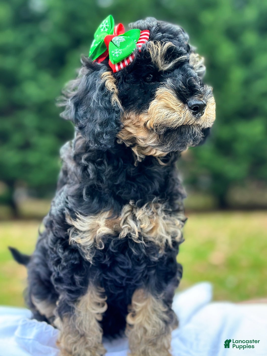 Miniature Poodle dogs for sale: Fiona - Ad 5