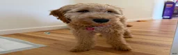 Goldendoodle dogs for sale: Max - Ad 3