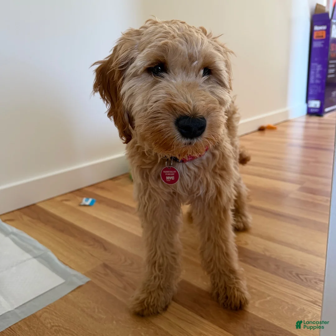 Goldendoodle dogs for sale: Max - Ad 3