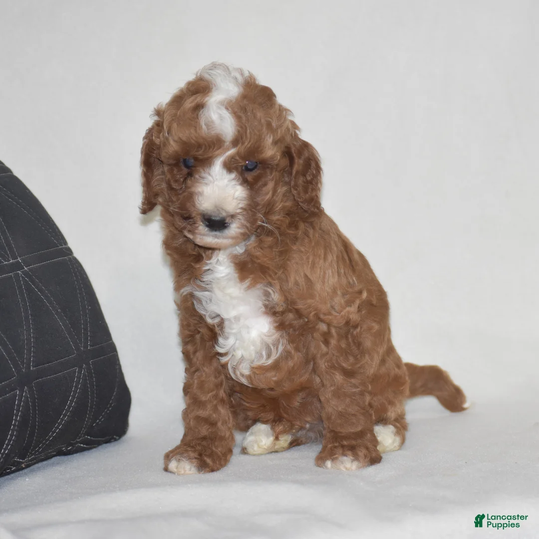 Miniature Poodle dogs for sale: Elliot - Ad 1