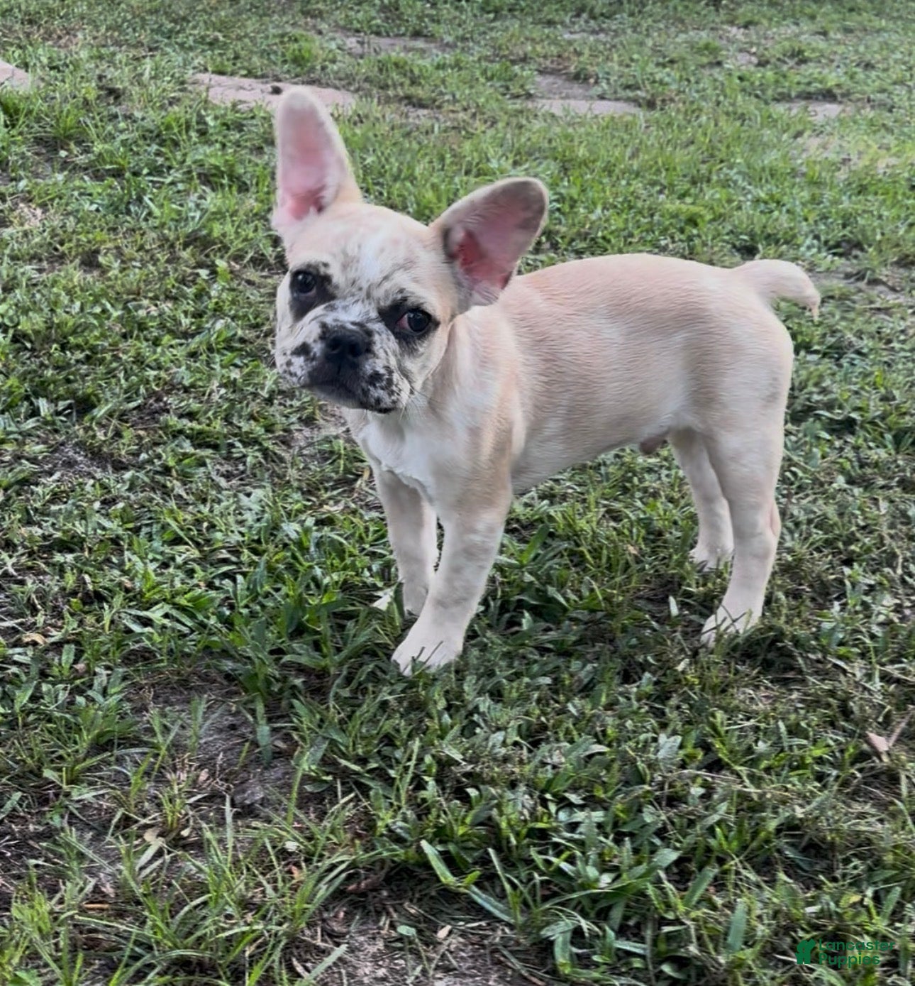 French Bulldog dogs Chip  - Ad 1