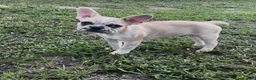 French Bulldog dogs for sale: Chip  - Ad 1
