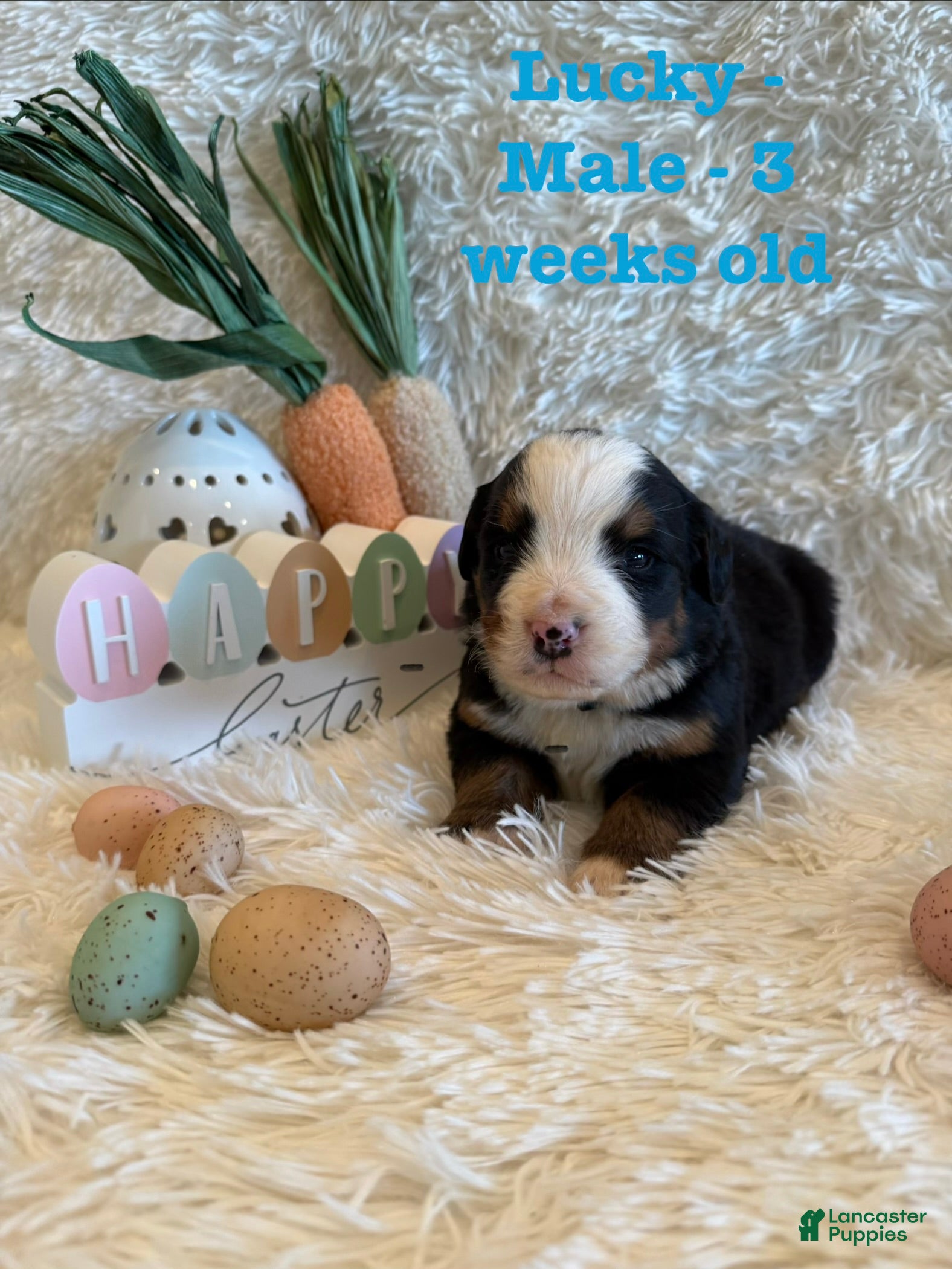 Bernese Mountain Dog dogs Lucky - Ad 4