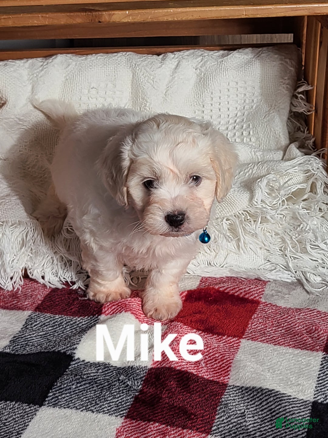 Teddy Bear dogs for sale: Mike  - Ad 6