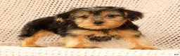 Yorkshire Terrier dogs for sale: Amy - Ad 8