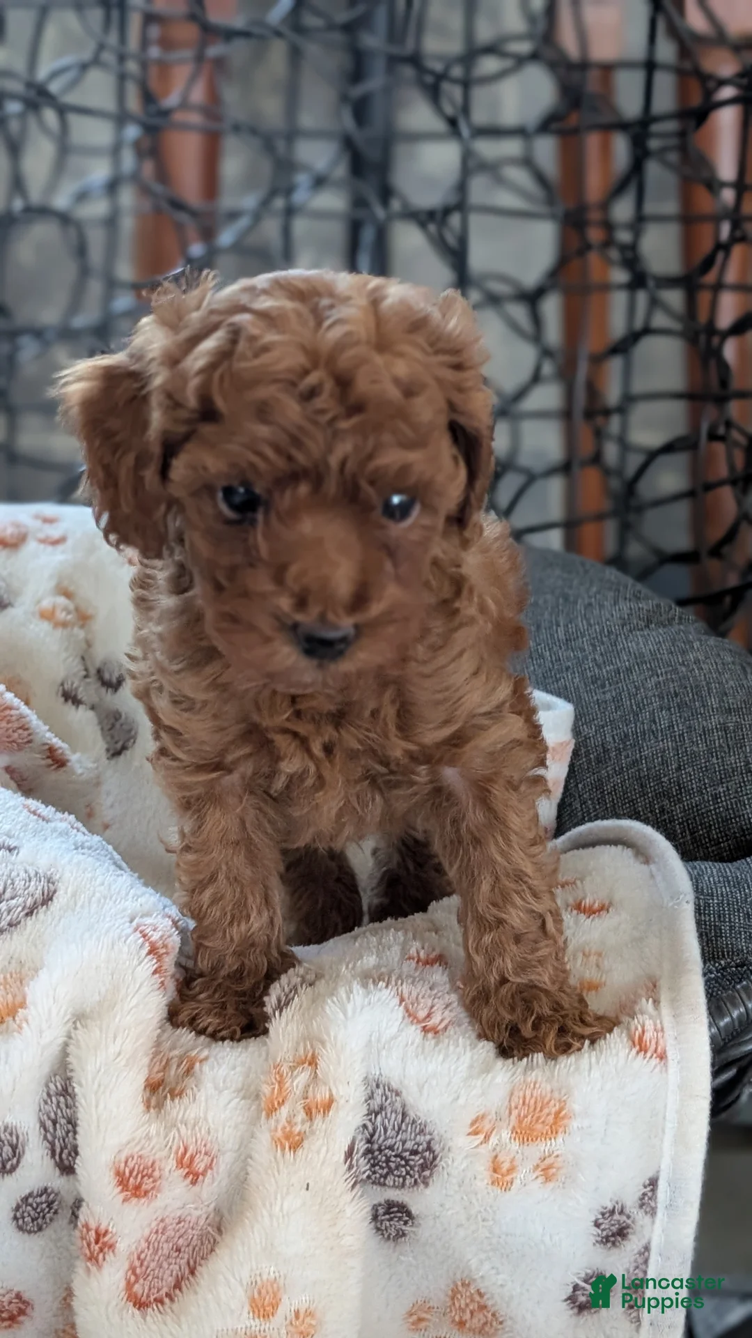 Toy Poodle dogs for sale: Waneta - Ad 2