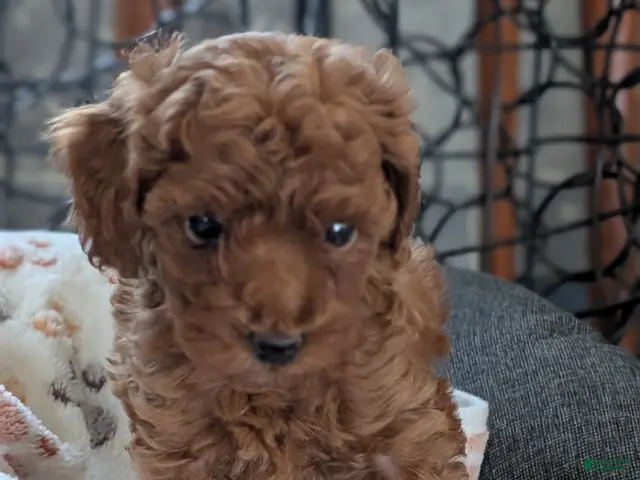 Toy Poodle dogs for sale: Waneta - Ad 2