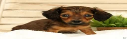 Miniature Dachshund dogs for sale: Teddy - Ad 7