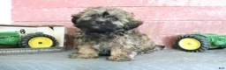 Shihpoo dogs for sale: Norm - Ad 1