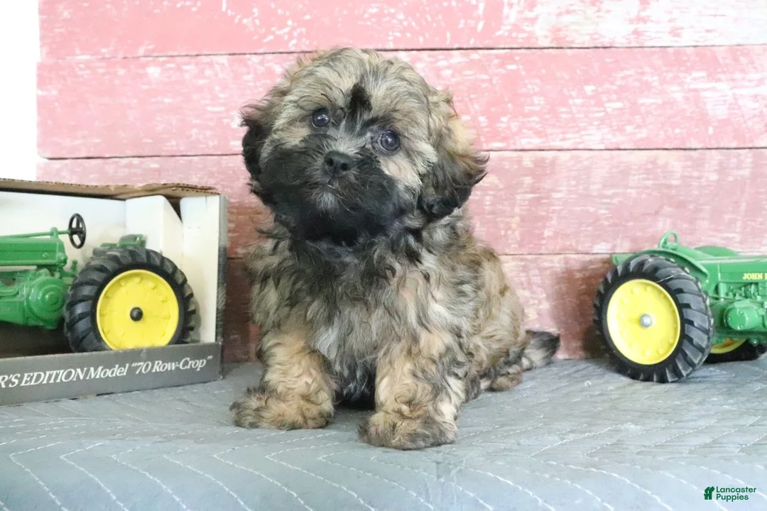 Shihpoo dogs for sale: Norm - Ad 1