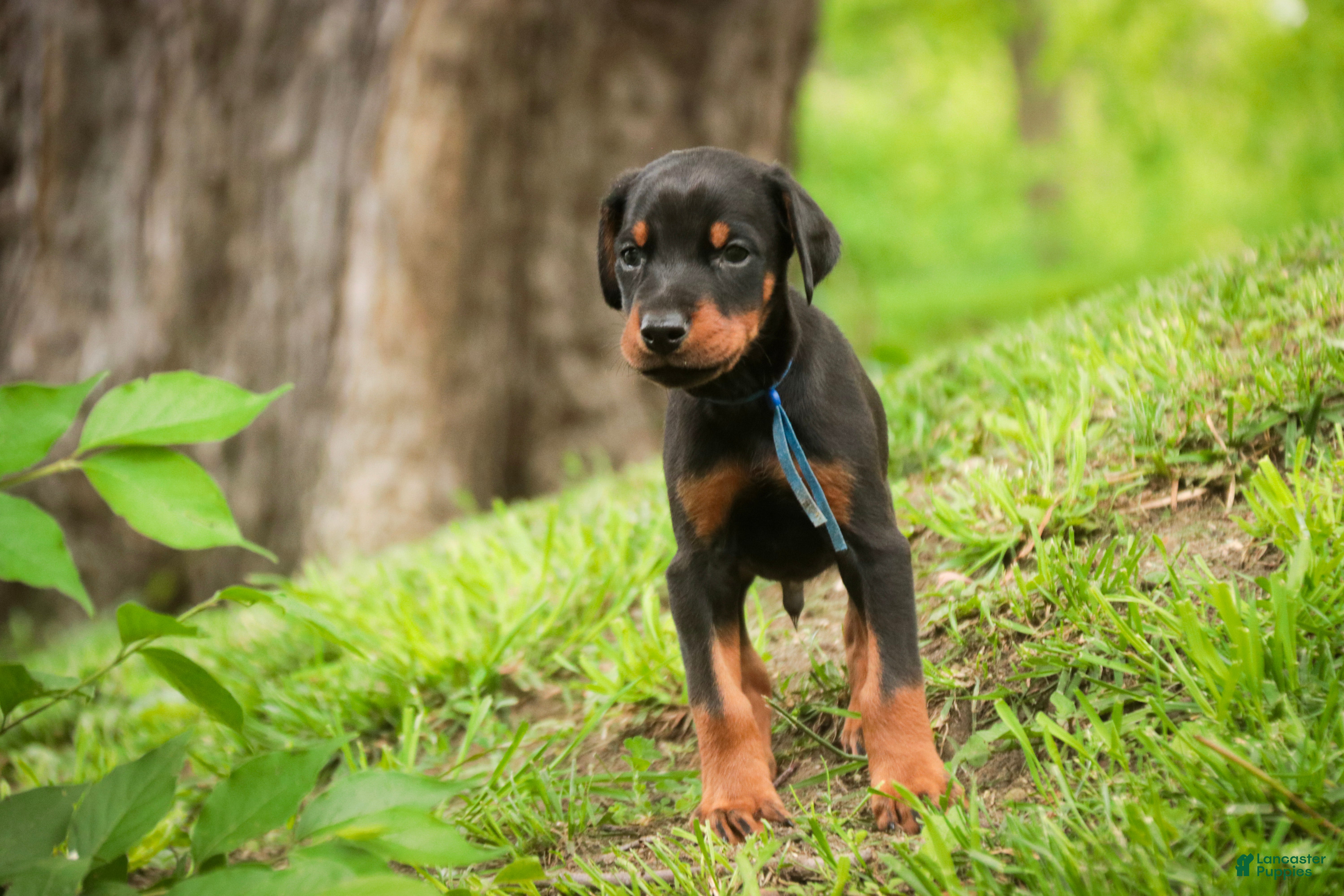 Doberman Pinscher dogs for sale: Malcolm - Ad 10