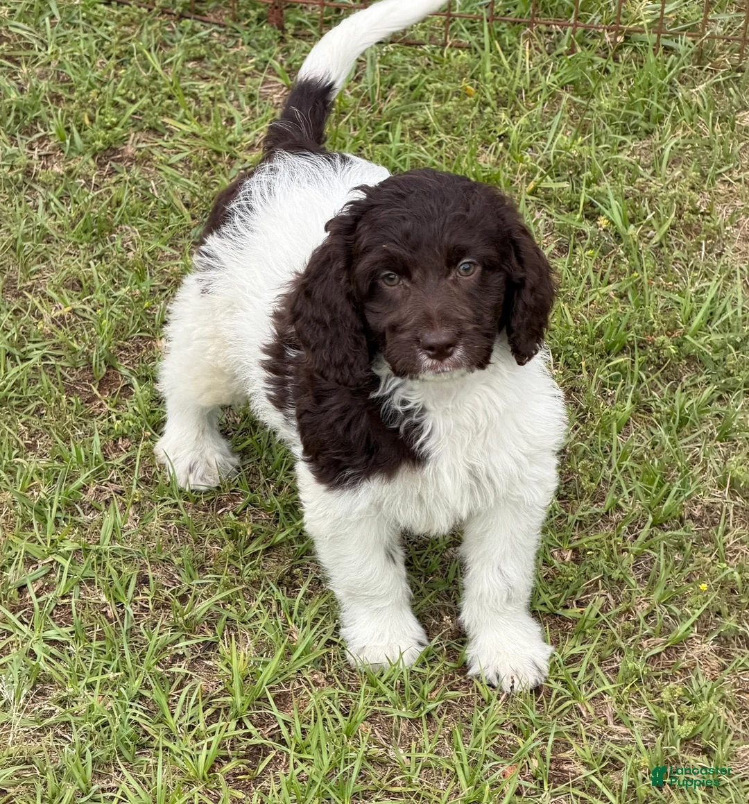 Mini Goldendoodle dogs for sale: Maxx - Ad 2