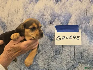 Beagle dogs George - Ad 8