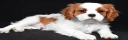 Cavalier King Charles Spaniel dogs for sale: Theodore - Ad 11