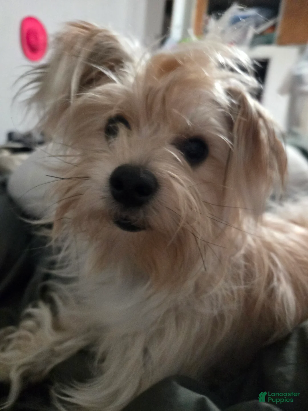 Mixed Breed dogs for sale: Mixed Breed Puppy 3 - Ad 2