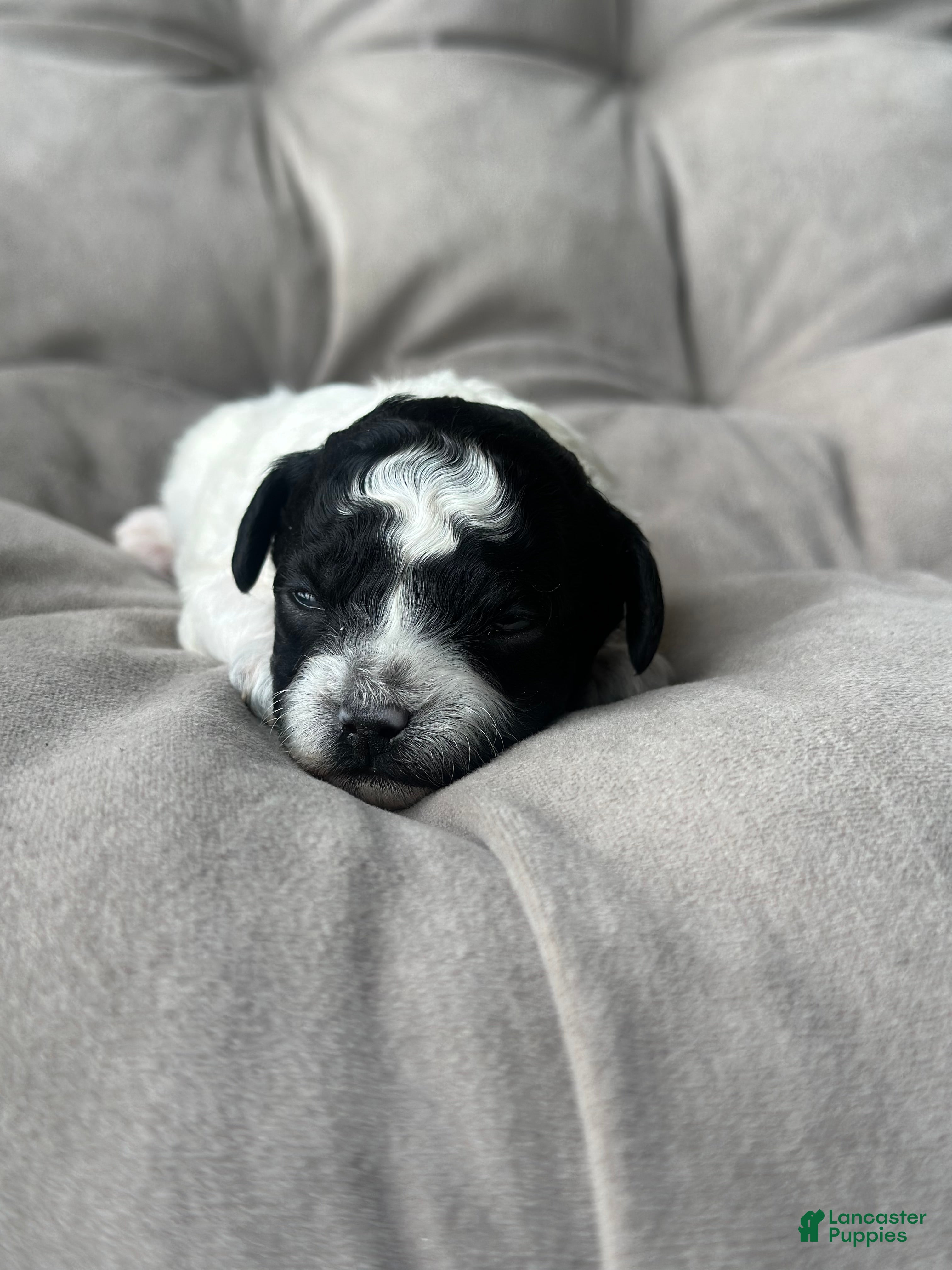 Toy Poodle dogs Storm - Ad 36