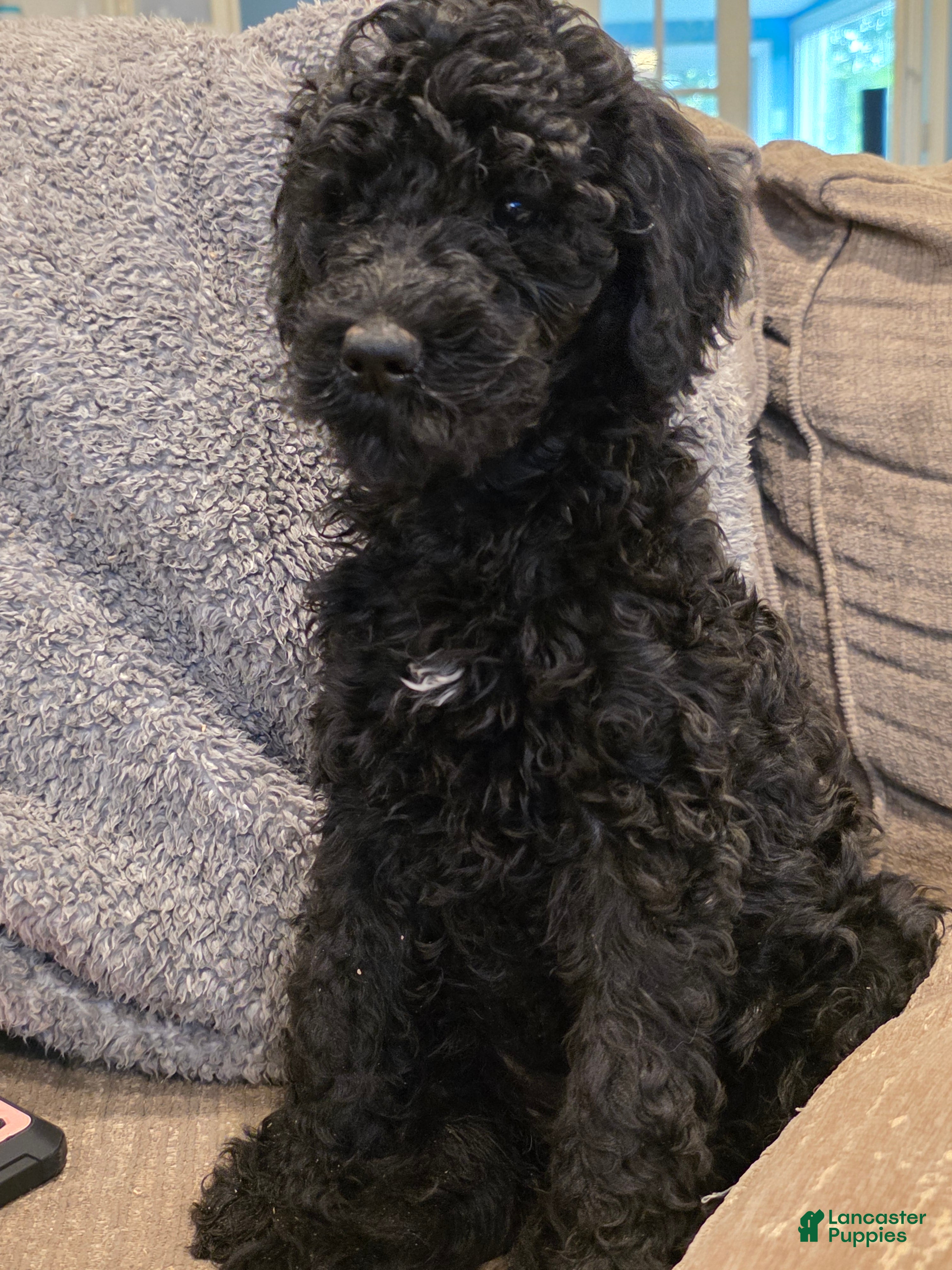 Goldendoodle dogs Precious  - Ad 22