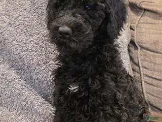 Goldendoodle dogs Precious - Ad 4