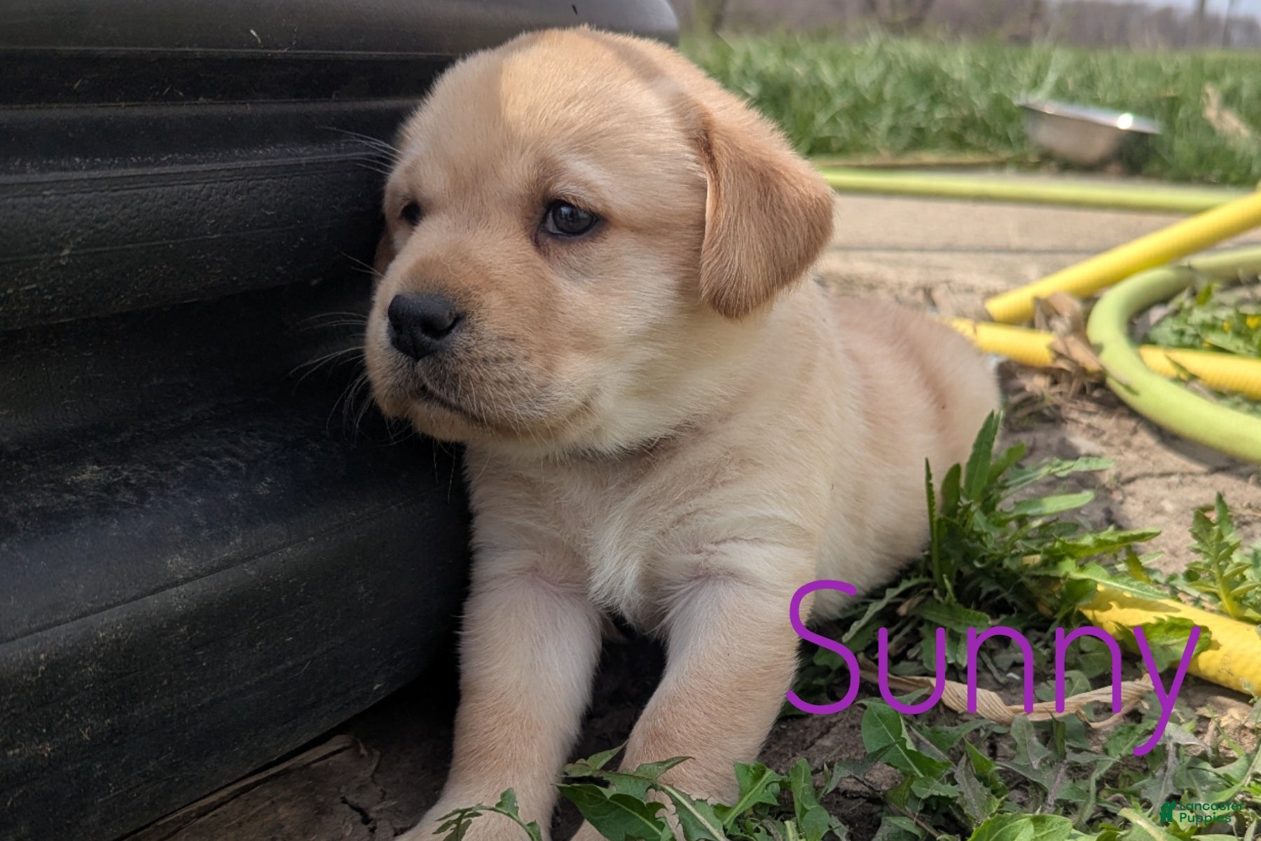 Labrador Retriever dogs Sunny - Ad 2