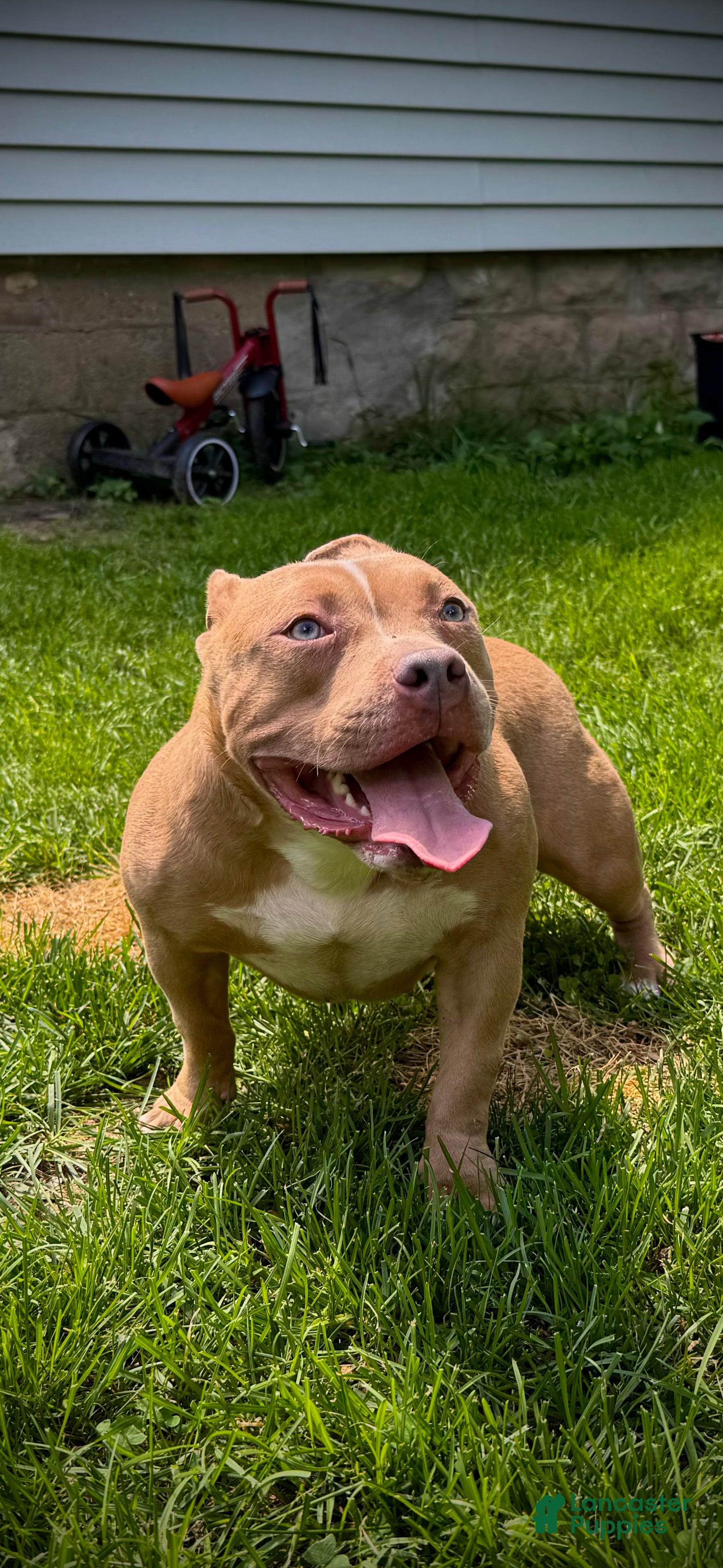 American Bully dogs for sale: Juno - Ad 1