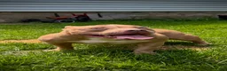 American Bully dogs for sale: Juno - Ad 1
