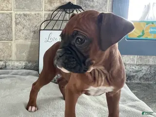 Boxer dogs Lindsay - Ad 7