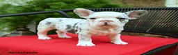French Bulldog dogs for sale: Christine - Ad 4