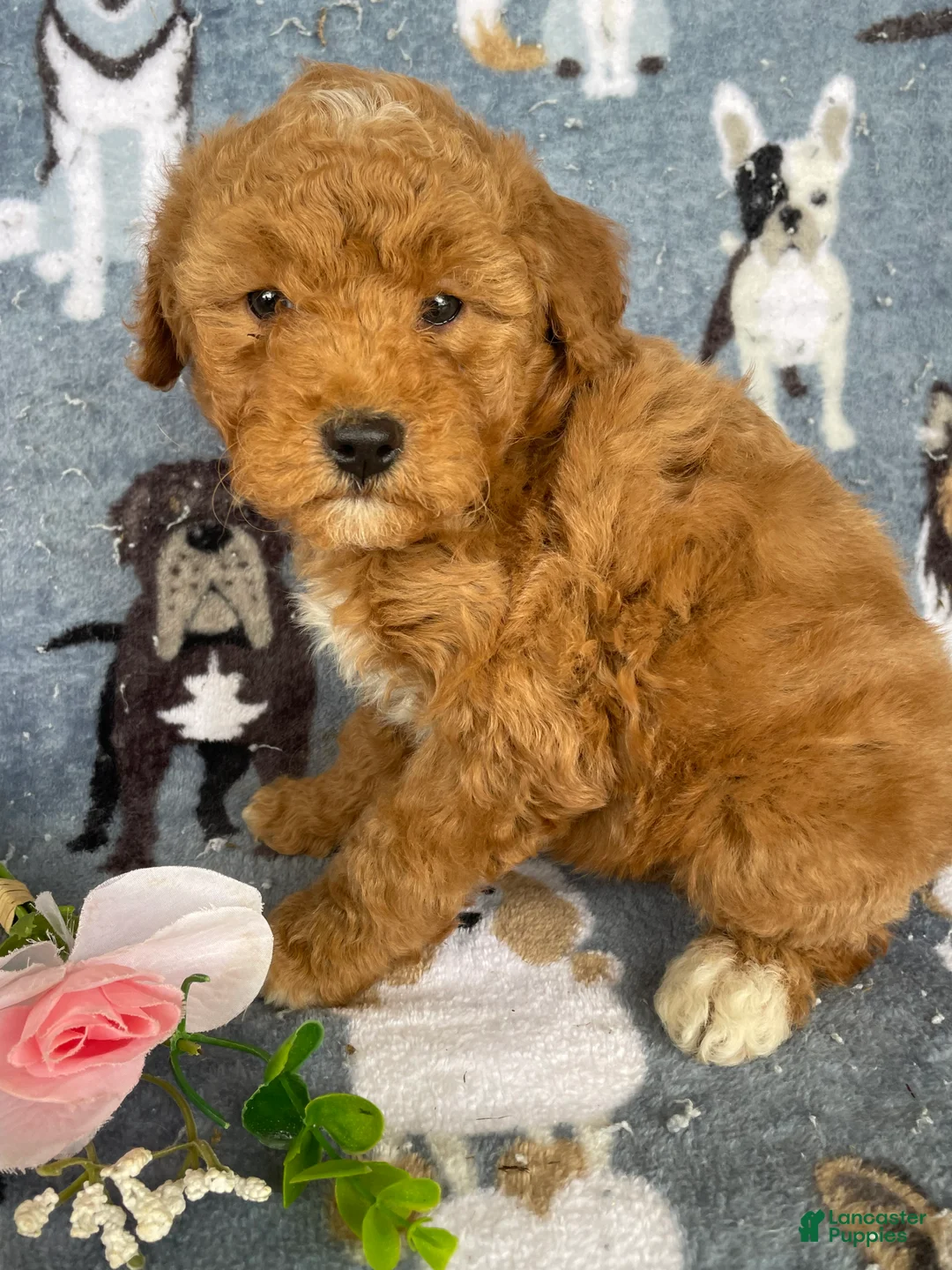 Miniature Poodle dogs for sale: Milo - Ad 4