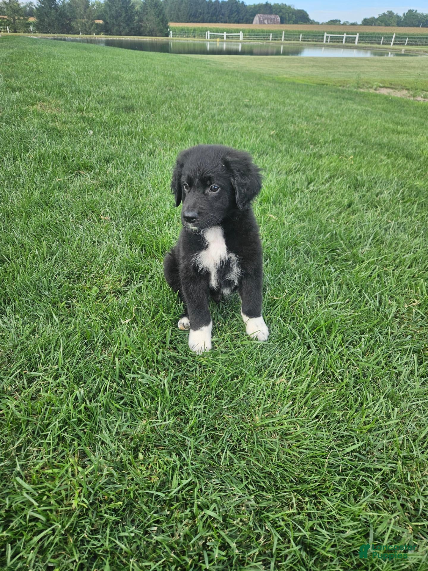 Mixed Breed dogs Buddy - Ad 1
