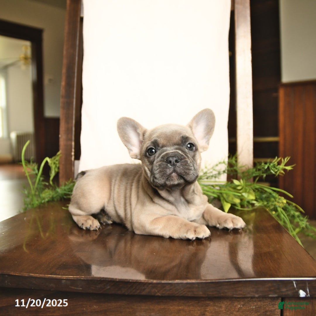 French Bulldog dogs for sale: Annie - Ad 10