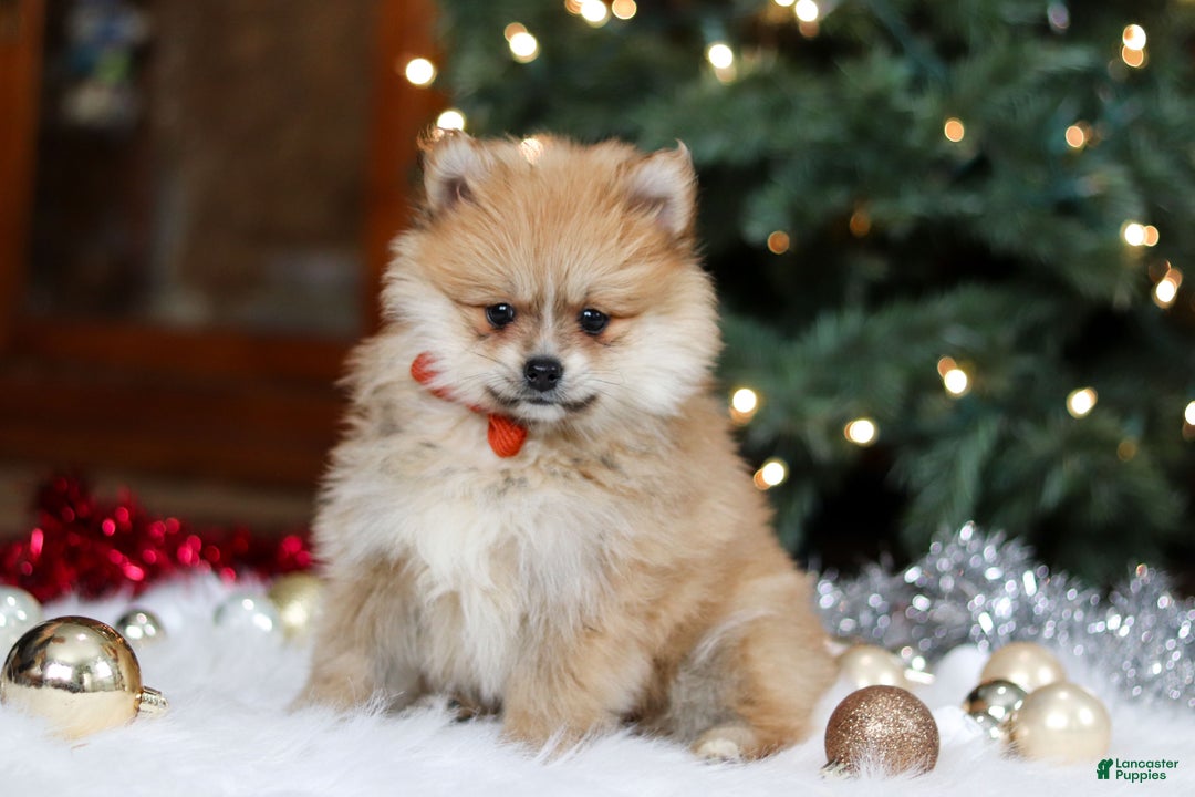 Pomeranian dogs for sale: Crew - Ad 2