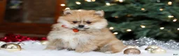 Pomeranian dogs for sale: Crew - Ad 2