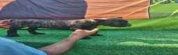 Cane Corso dogs for sale: SKY - Ad 5