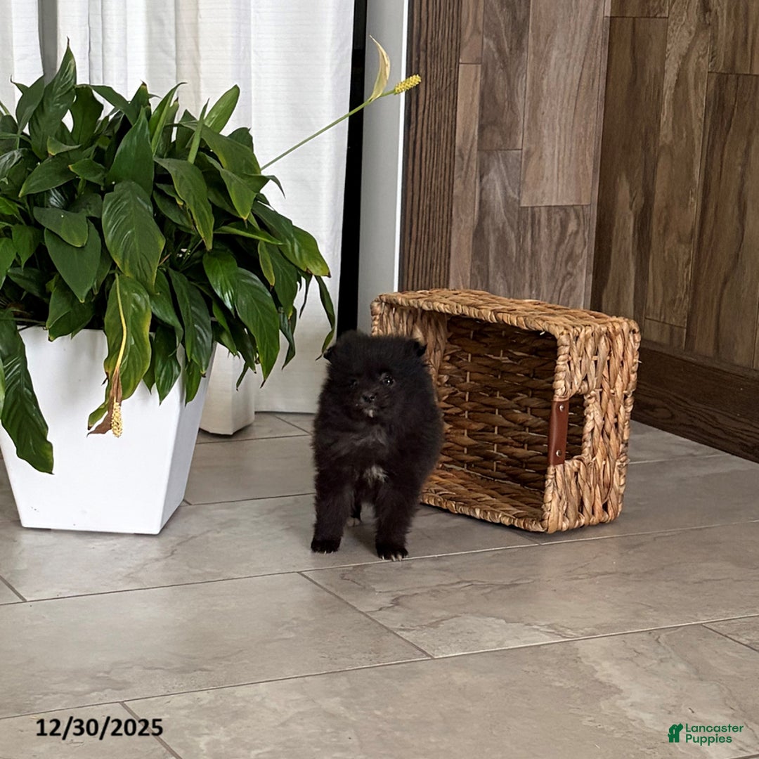 Pomeranian dogs for sale: Lindy - Ad 3