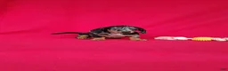 Miniature Dachshund dogs for sale: Samantha - Ad 8