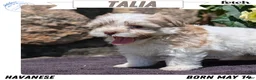 Havanese dogs for sale: Talia - Ad 1