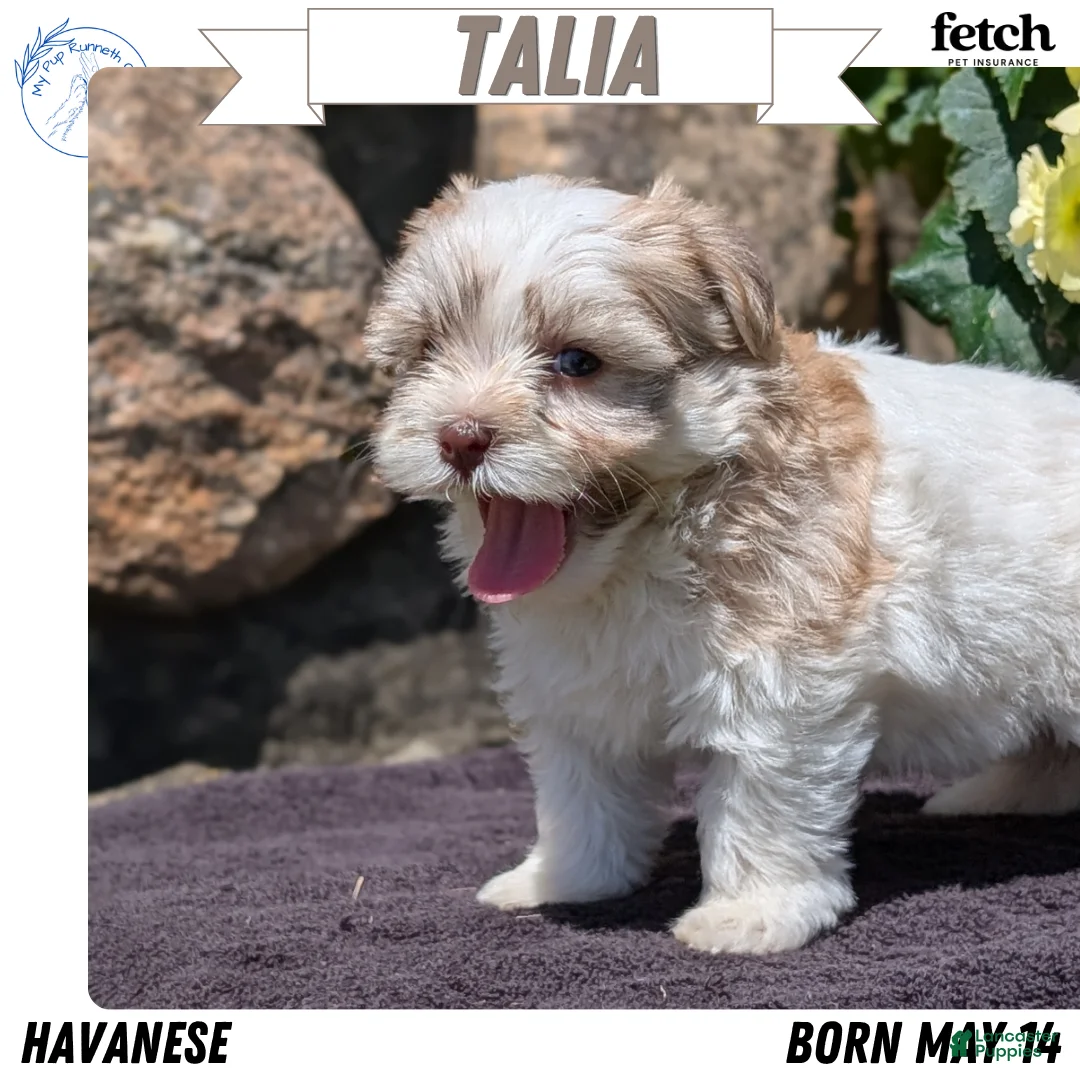 Havanese dogs for sale: Talia - Ad 1