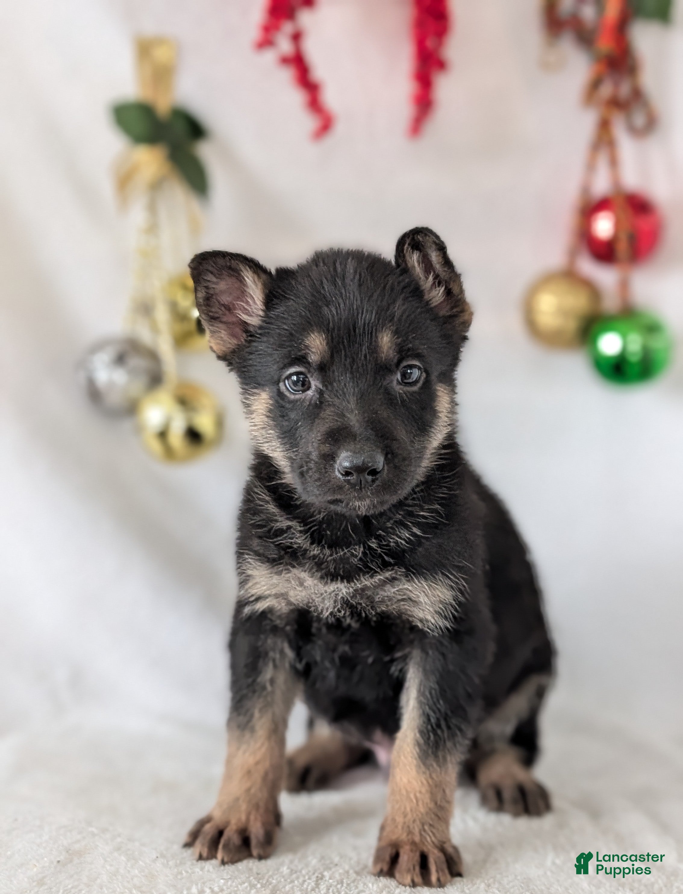 German Shepherd dogs Jordan  - Ad 15