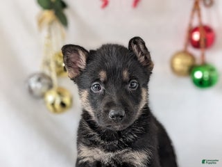 German Shepherd dogs Jordan - Ad 8