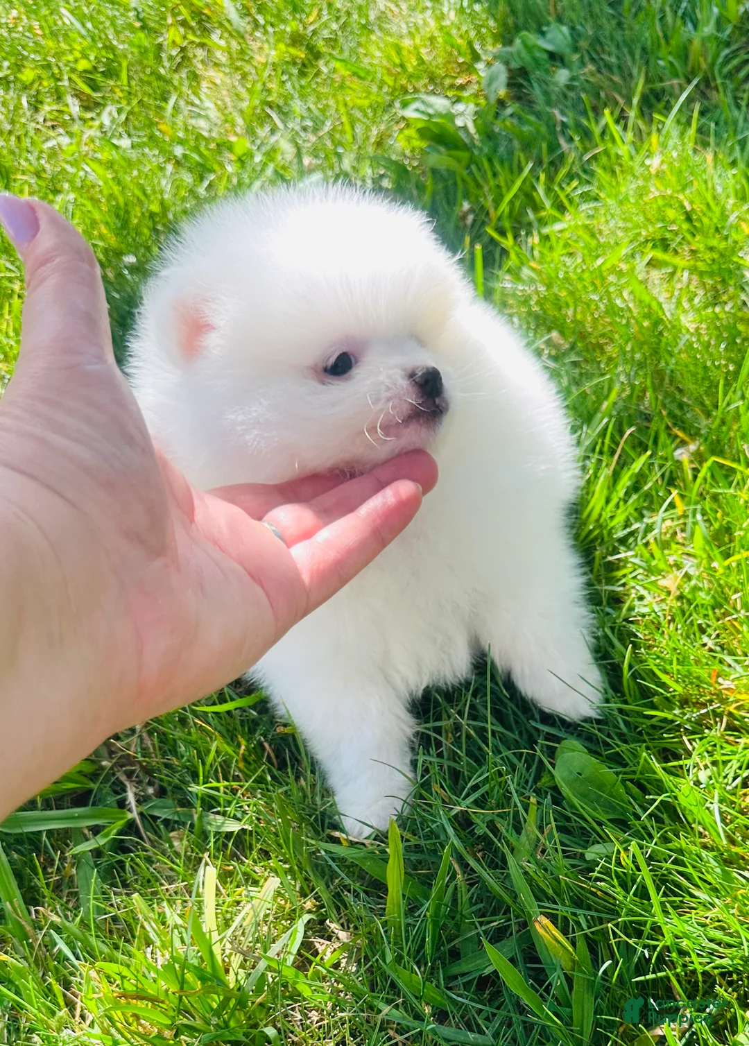 Pomeranian dogs for sale: Pomeranian Puppy 1 - Ad 1