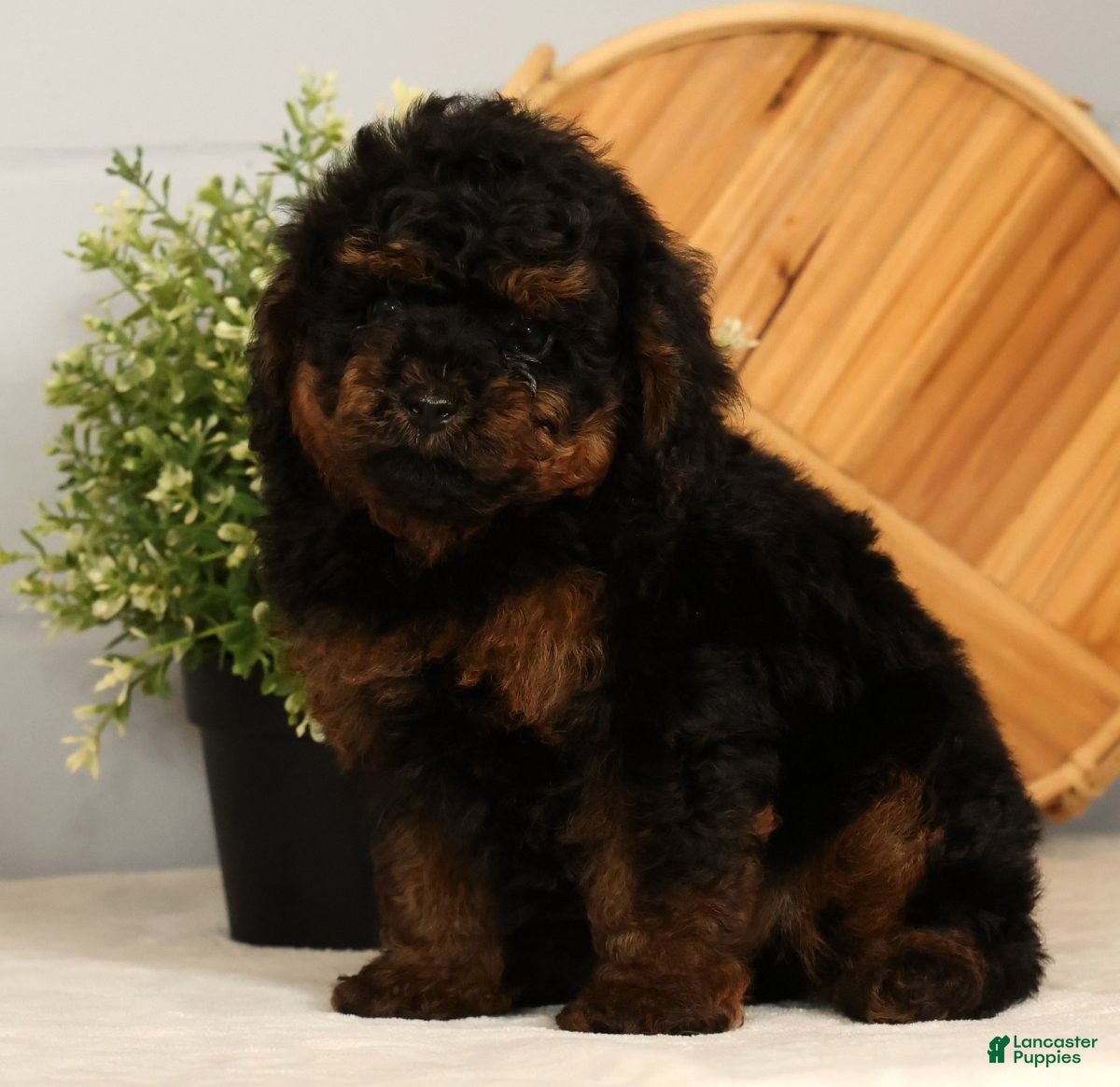 Toy Poodle dogs Snuggles - Ad 1